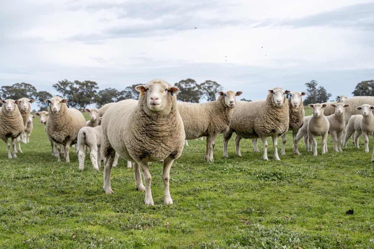 625 Tungamah Boundary Road, Katandra, VIC, Katandra - Thumbnail 4