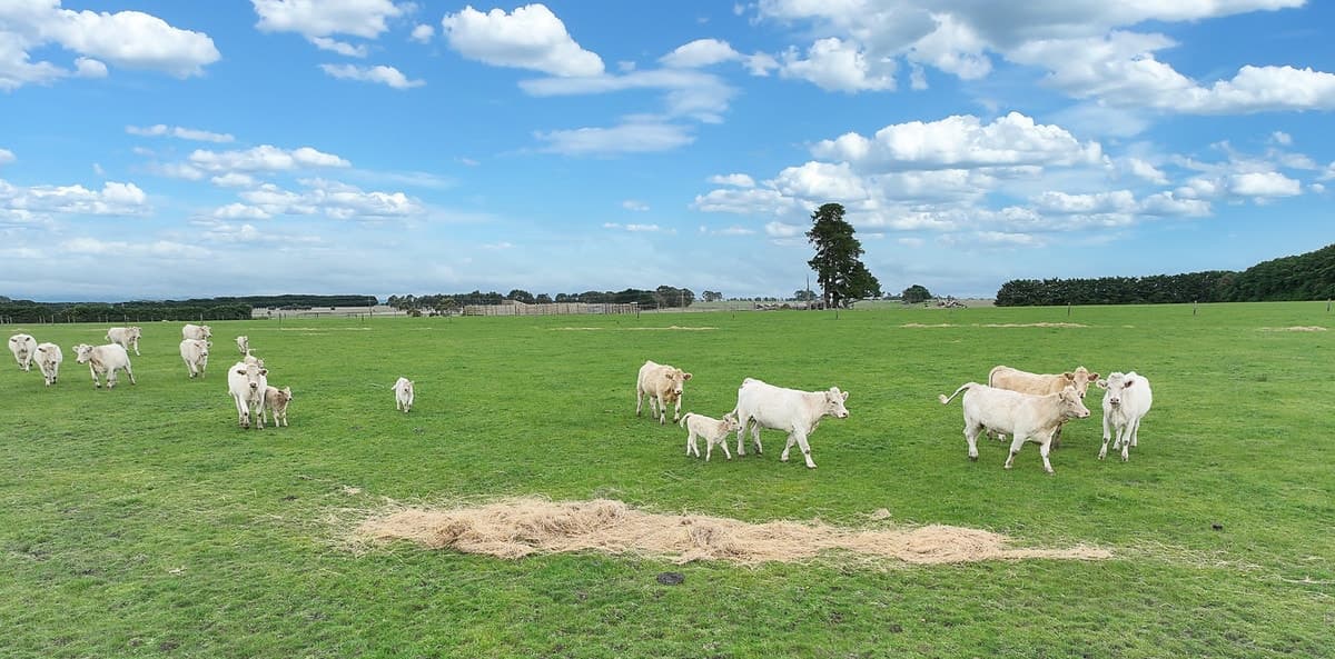 115 Collyers Road, Warncoort, VIC, Warncoort - Thumbnail 4