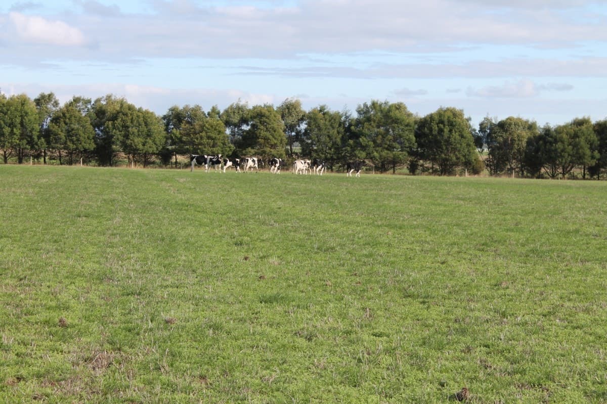 1105 Princes Highway, Larpent, VIC, Larpent - Thumbnail 2