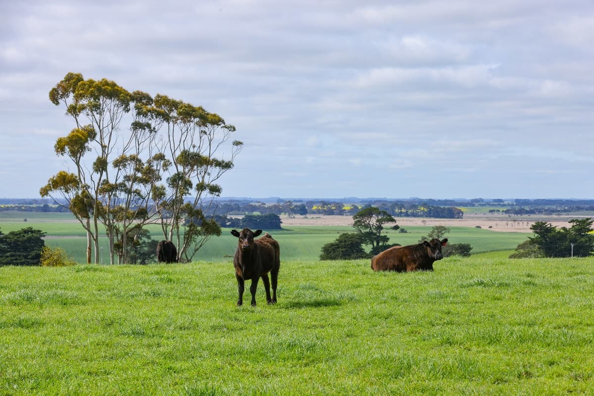 521 Mill Road, Strathkellar, VIC, Strathkellar - Thumbnail 3