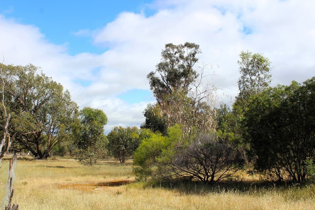 5 Wedderburn Serpentine Road, Glenalbyn, VIC, Glenalbyn - Thumbnail 5