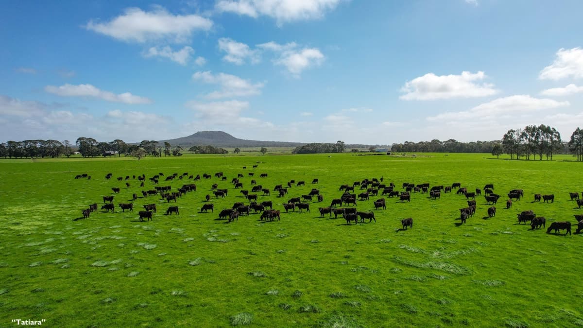 2012 Mt Napier Road, Gazette, VIC, Gazette - Thumbnail 2