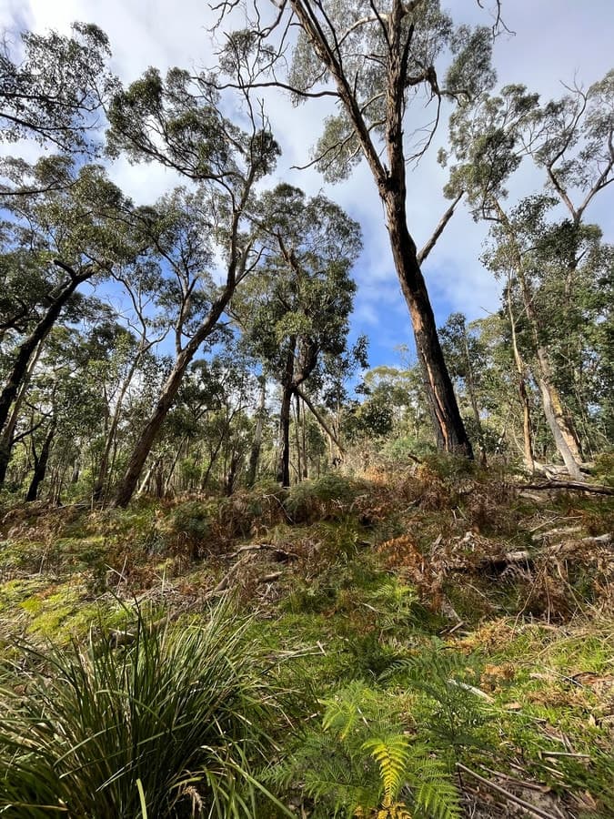 Hardings Road, Nulla Vale, VIC, Nulla Vale - Thumbnail 3