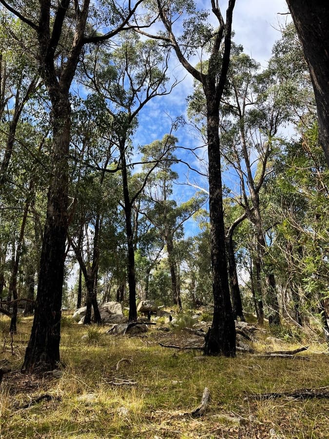 Hardings Road, Nulla Vale, VIC, Nulla Vale - Thumbnail 4
