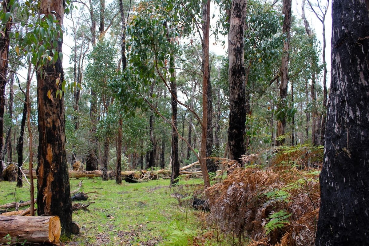 Hardings Road, Nulla Vale, VIC, Nulla Vale - Thumbnail 6