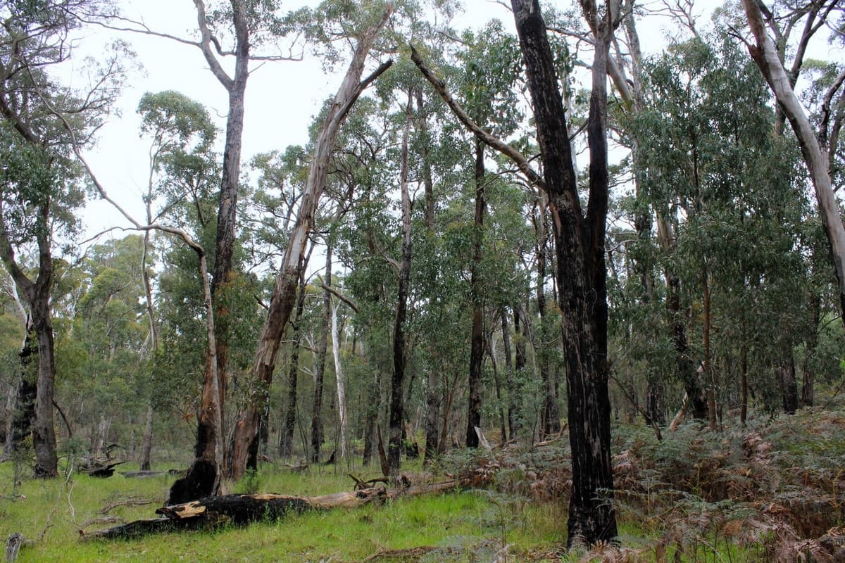 Hardings Road, Nulla Vale, VIC, Nulla Vale - Thumbnail 7