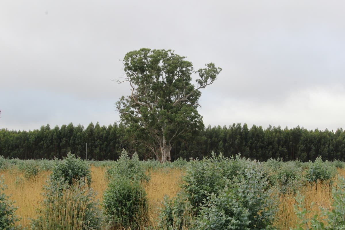 McCutcheons Road, Cavendish, VIC, Cavendish - Image 1