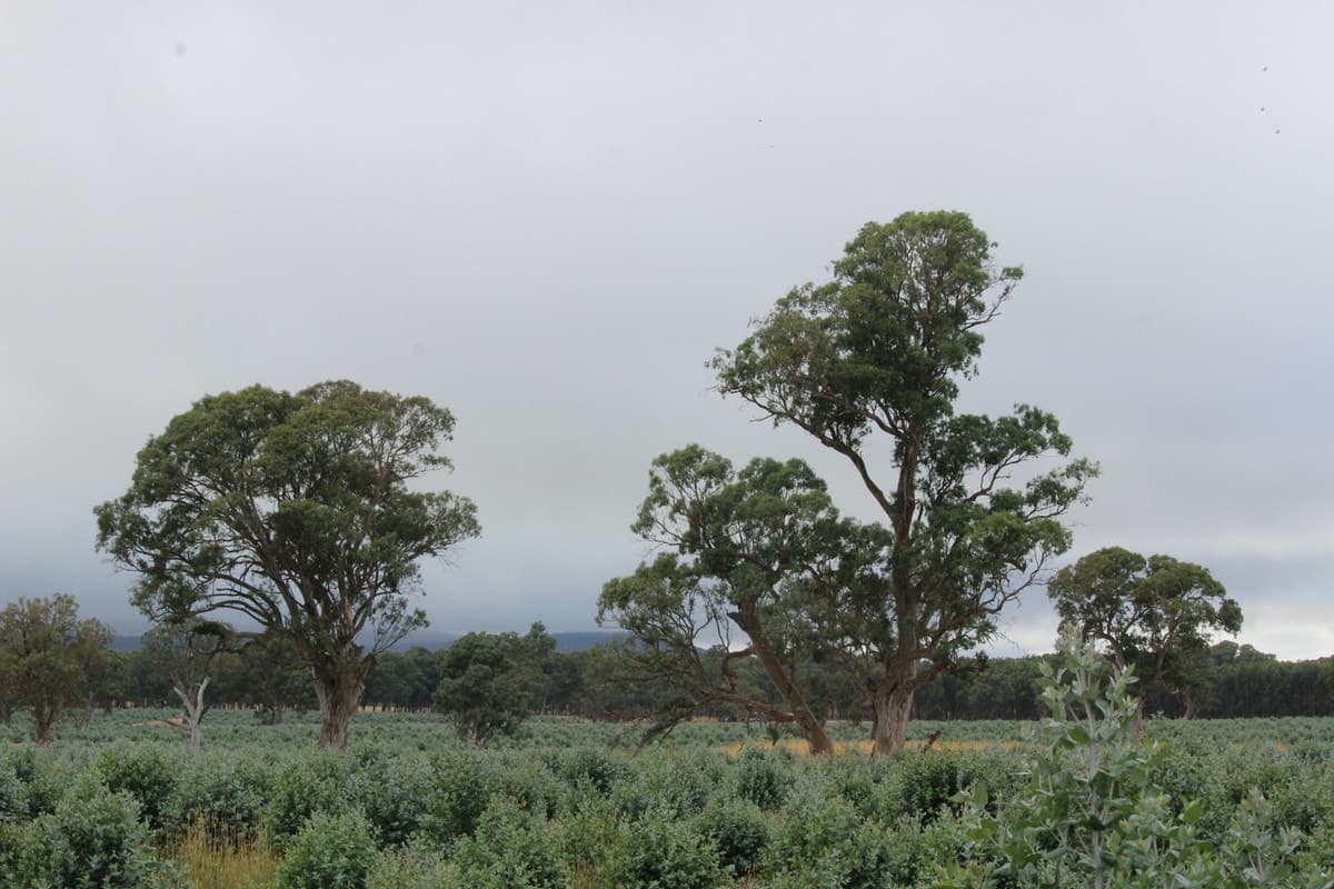 McCutcheons Road, Cavendish, VIC, Cavendish - Thumbnail 2