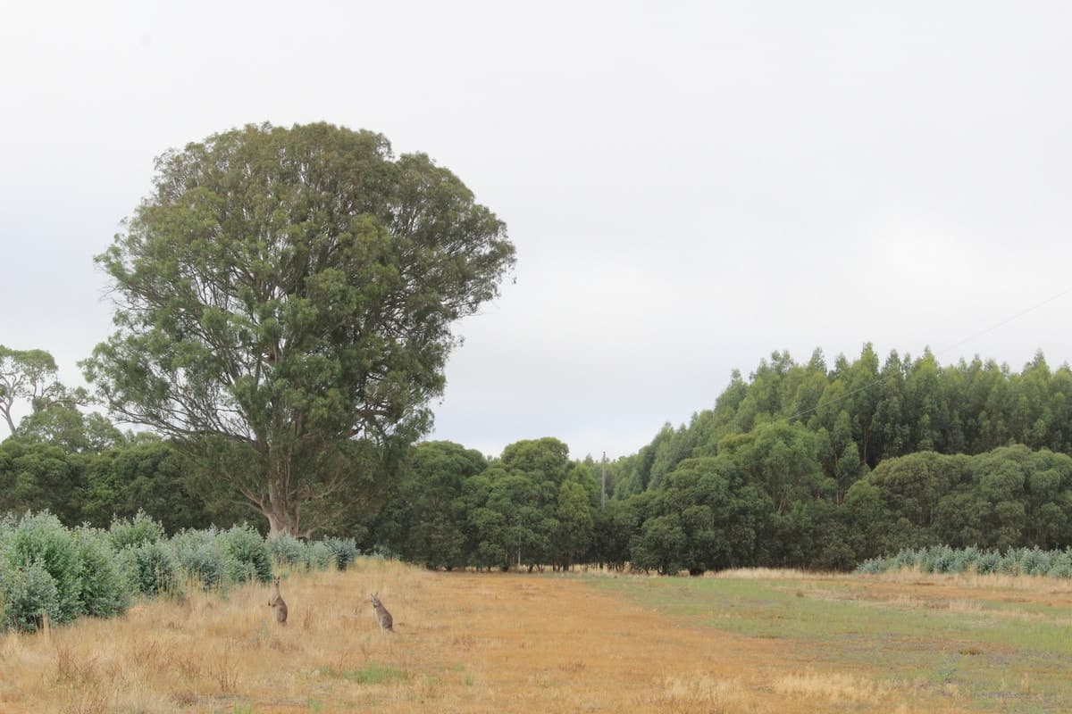 McCutcheons Road, Cavendish, VIC, Cavendish - Thumbnail 3