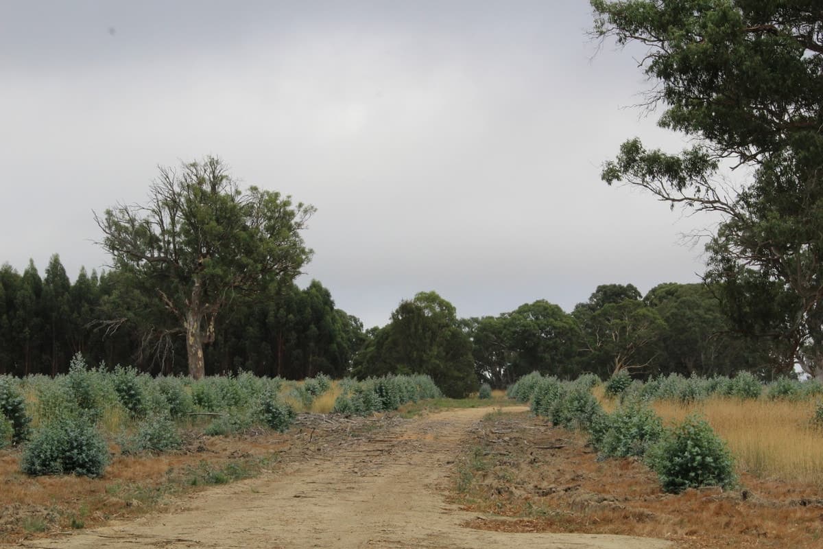 McCutcheons Road, Cavendish, VIC, Cavendish - Thumbnail 4