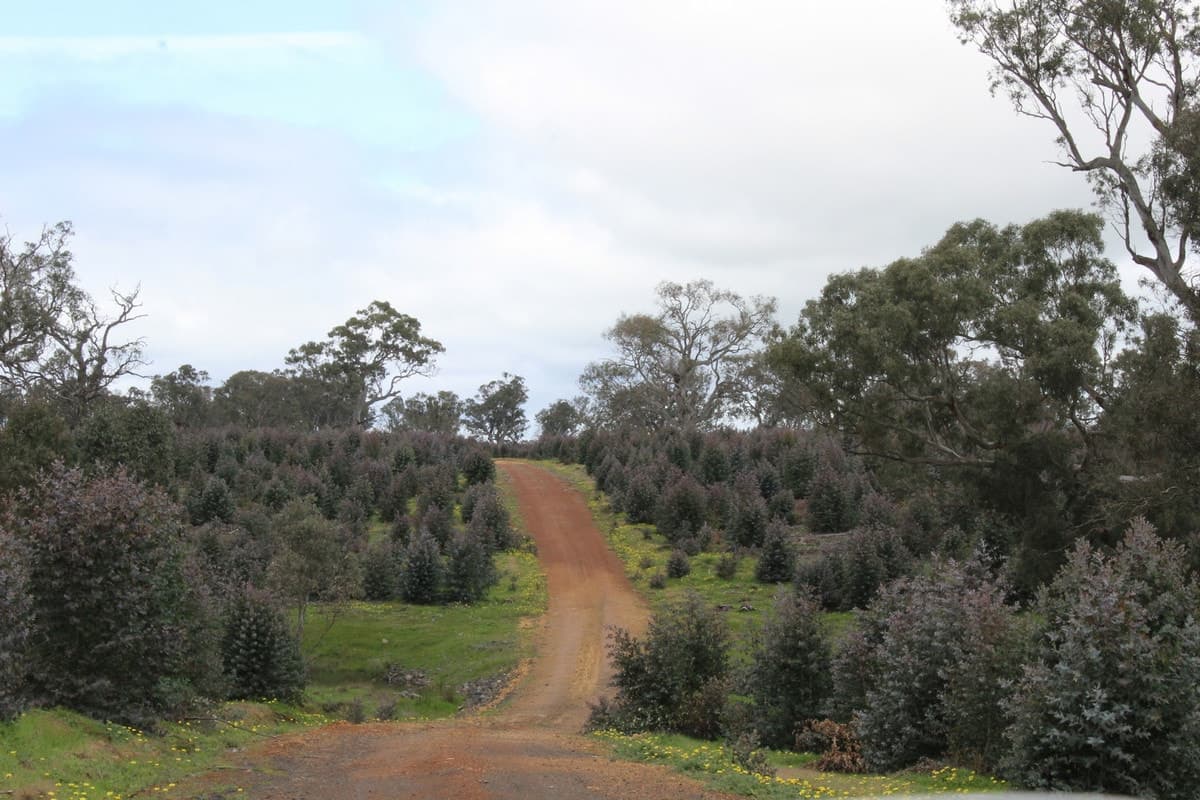 1021 Careys Road, Nareen, VIC, Nareen - Thumbnail 2