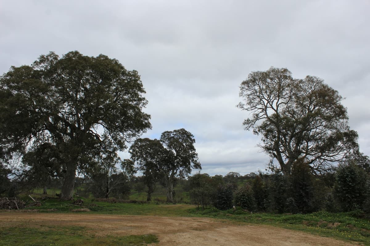 1021 Careys Road, Nareen, VIC, Nareen - Thumbnail 5