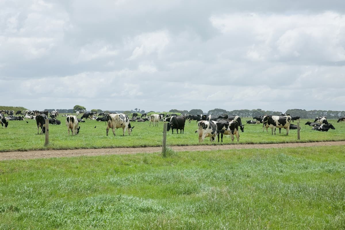 475 Nine Mile Creek Road, Koroit, VIC, Koroit - Thumbnail 7