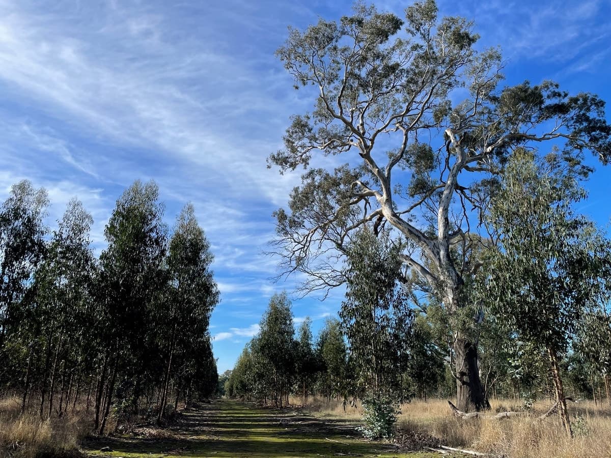 260 Bells Lane, Vasey, VIC, Vasey - Thumbnail 2