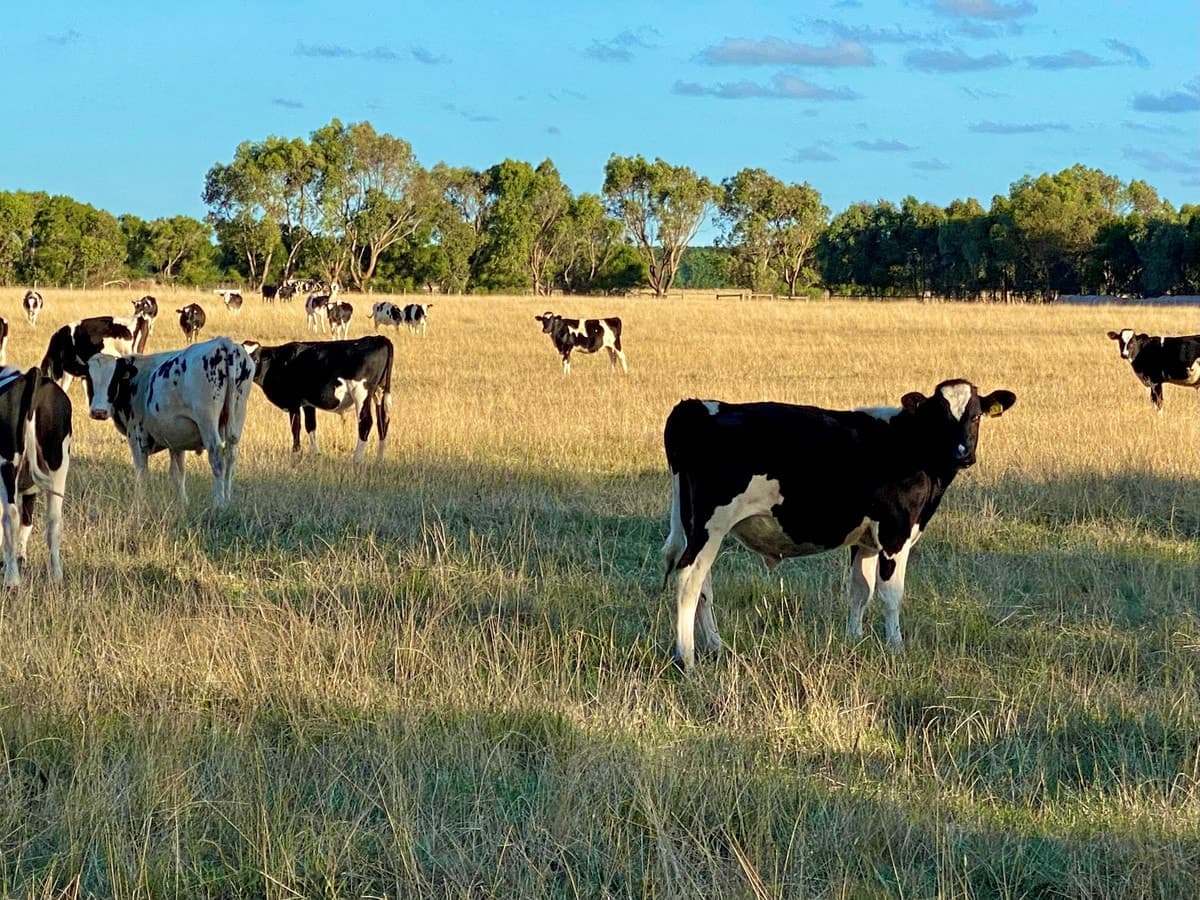 2 Bend Road, Terang, VIC, Terang - Thumbnail 8