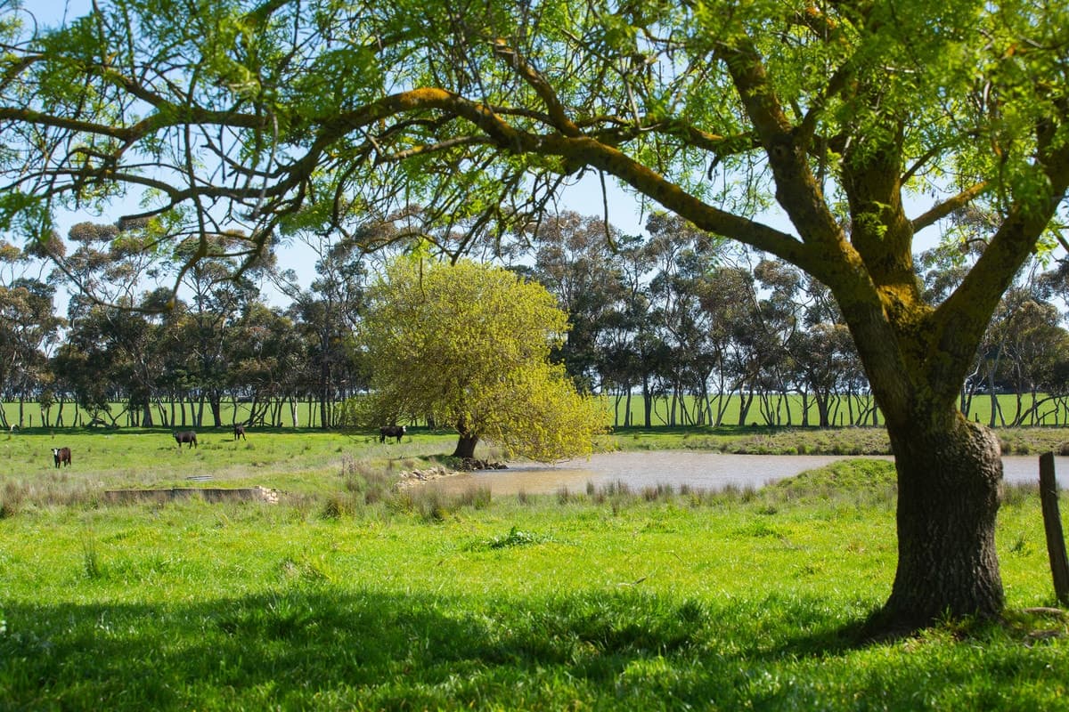 250 Woorndoo - Darlington Road, Woorndoo, VIC, Woorndoo - Thumbnail 4