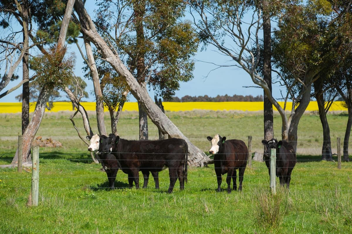 250 Woorndoo - Darlington Road, Woorndoo, VIC, Woorndoo - Thumbnail 7