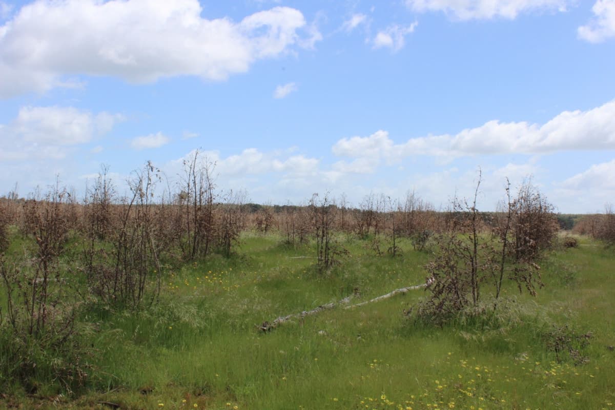 1307 Condah - Coleraine Road, Branxholme, VIC, Branxholme - Thumbnail 5