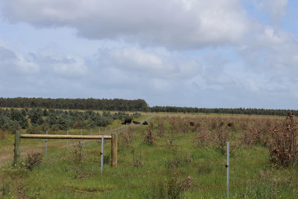 1307 Condah - Coleraine Road, Branxholme, VIC, Branxholme - Thumbnail 7