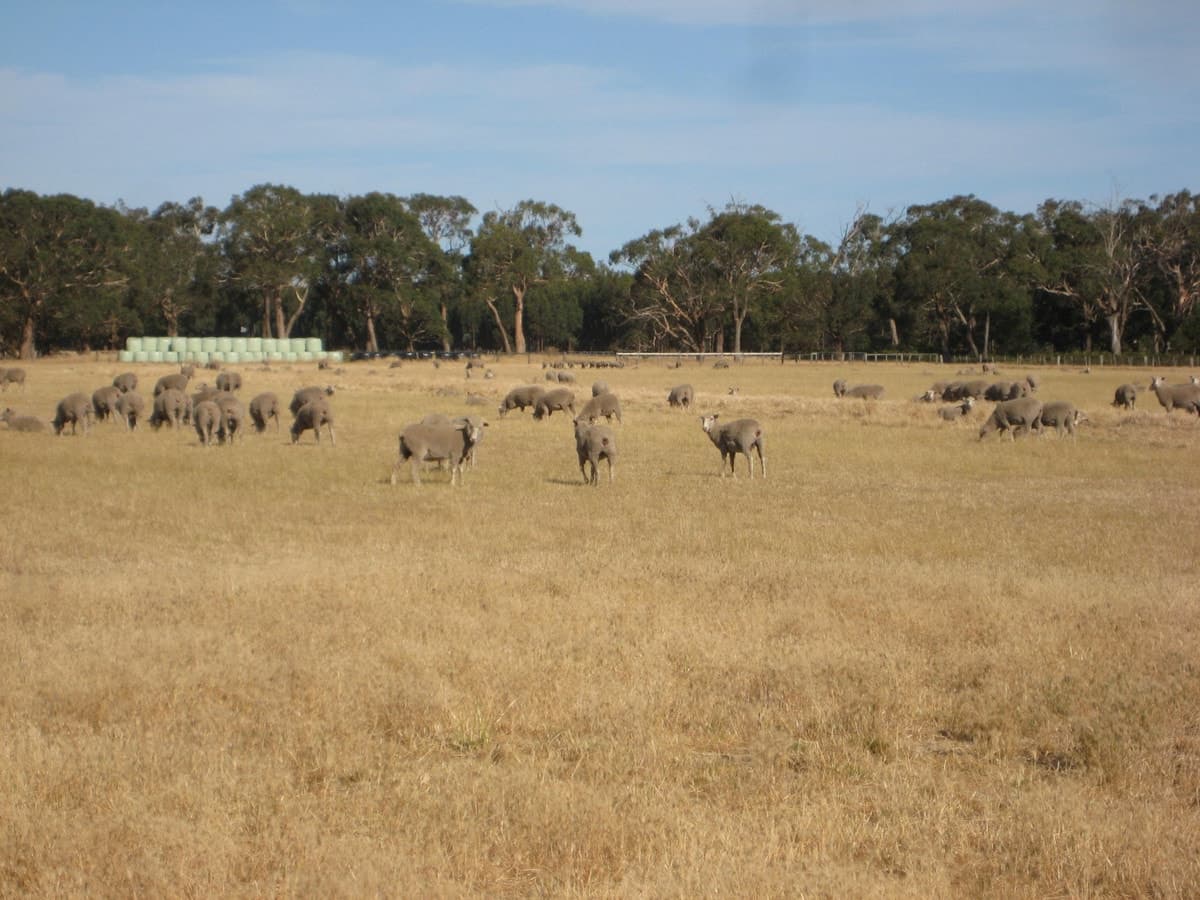 Peters Road, Tyrendarra, VIC, Tyrendarra - Thumbnail 7