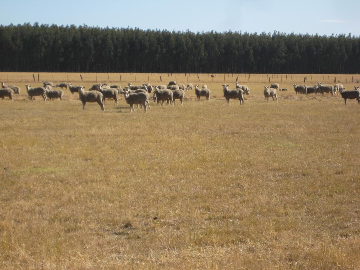Peters Road, Tyrendarra, VIC, Tyrendarra - Thumbnail 8