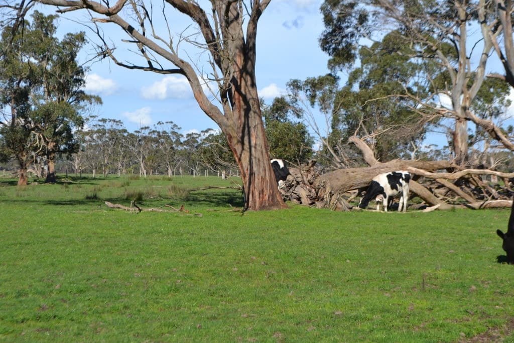 2450 Cobden Warrnambool Road, Naringal East, VIC, Naringal East - Thumbnail 5