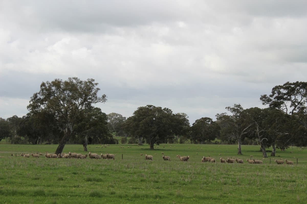 Mt Cavendish Road, Cavendish, VIC, Cavendish - Thumbnail 2
