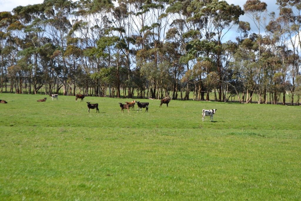 Corner of Bailey's Road & Hickey's Road, Nullawarre, VIC, Nullawarre - Thumbnail 4