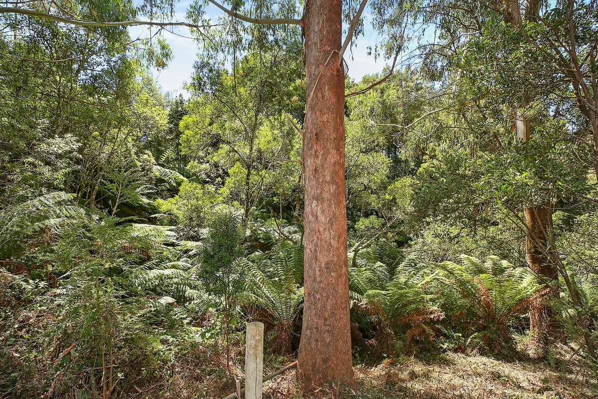 52-54 Old Main Road, Beech Forest, VIC, Beech Forest - Thumbnail 4