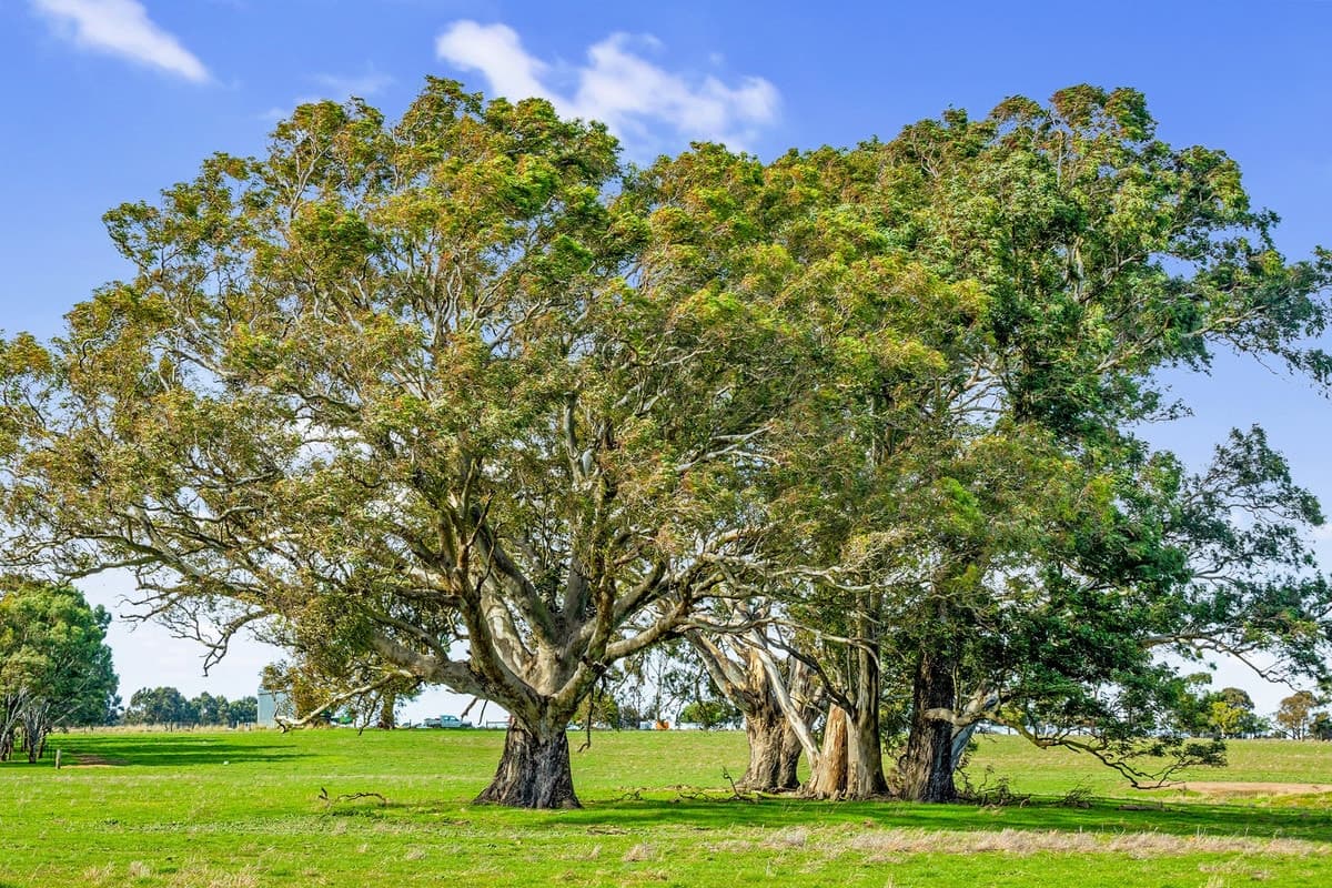 432 Hendersons Road, Meredith, VIC, Meredith - Thumbnail 5