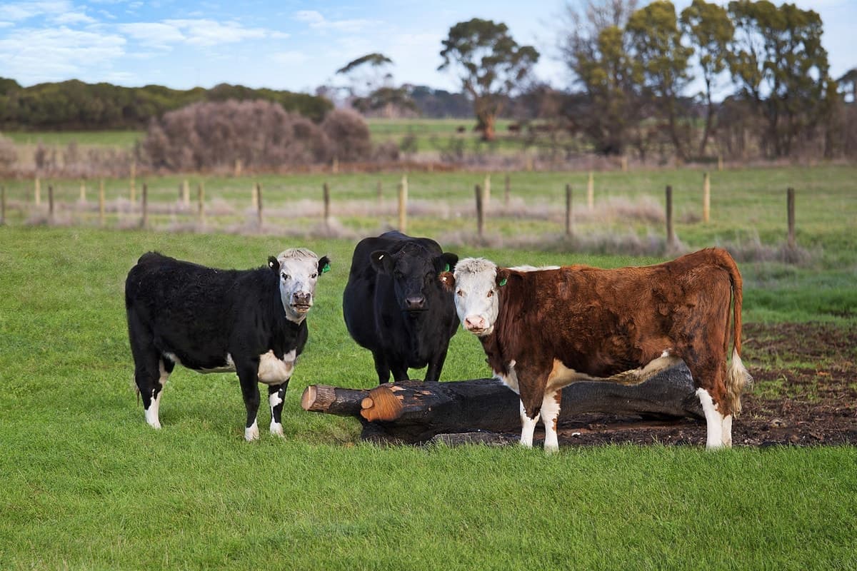 420 Cobden-South Ecklin Road, Elingamite North, VIC, Elingamite North - Image 1