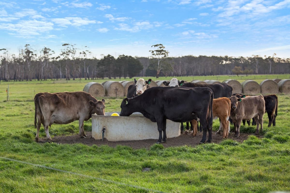 420 Cobden-South Ecklin Road, Elingamite North, VIC, Elingamite North - Thumbnail 3