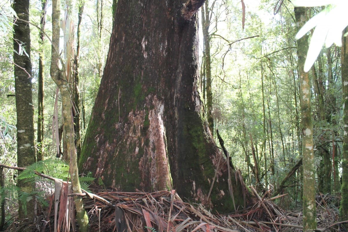 470 Phillips Track, Weeaproinah, VIC, Weeaproinah - Thumbnail 2