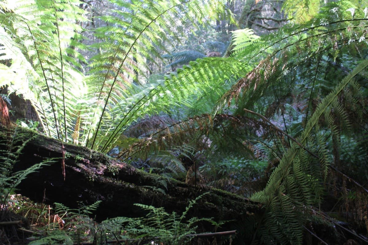 470 Phillips Track, Weeaproinah, VIC, Weeaproinah - Thumbnail 3