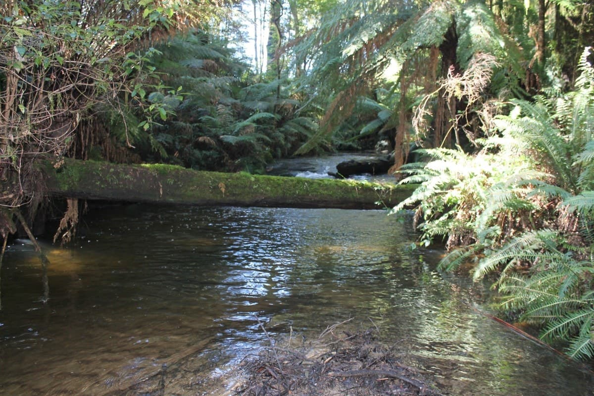 470 Phillips Track, Weeaproinah, VIC, Weeaproinah - Thumbnail 6