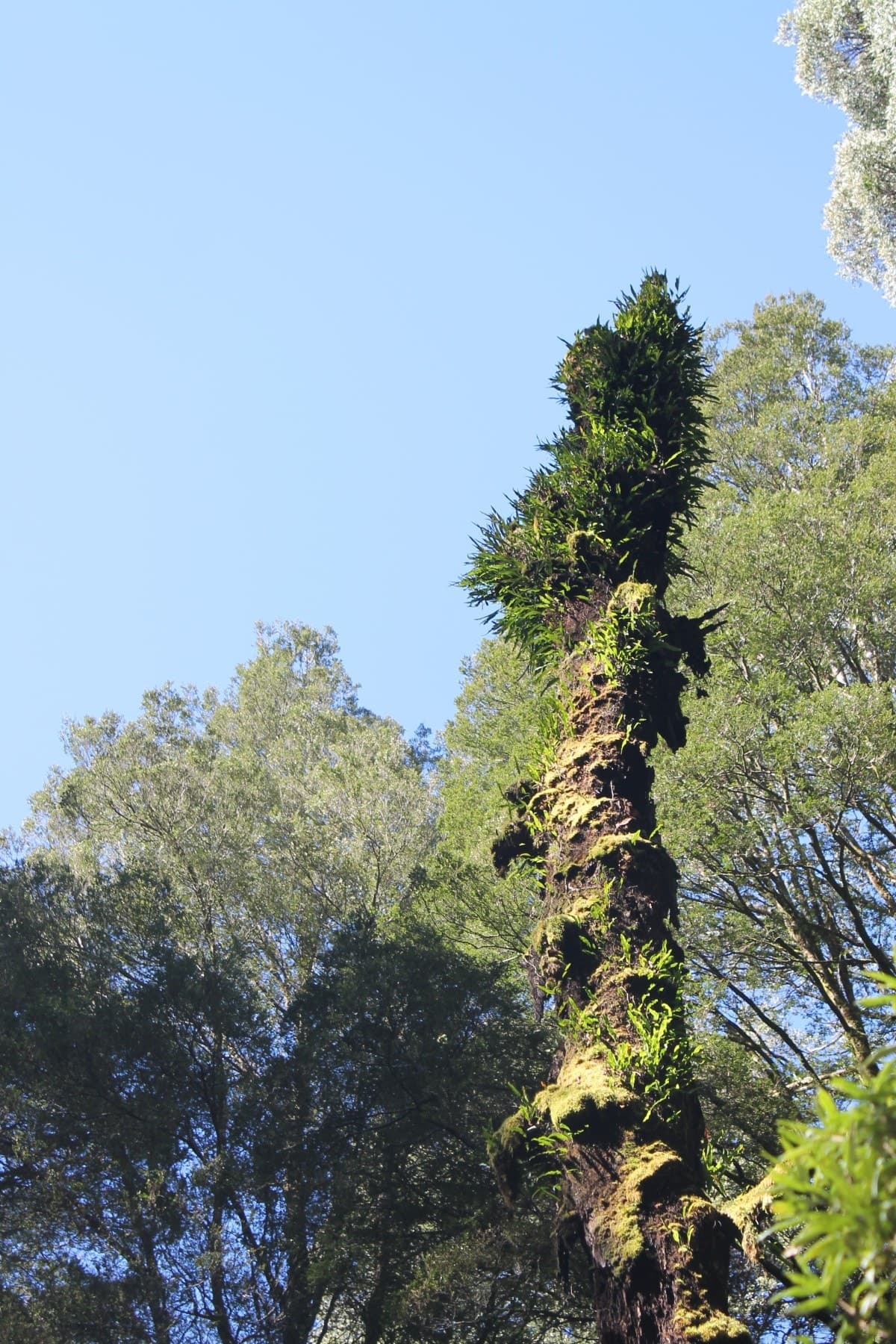 470 Phillips Track, Weeaproinah, VIC, Weeaproinah - Thumbnail 7