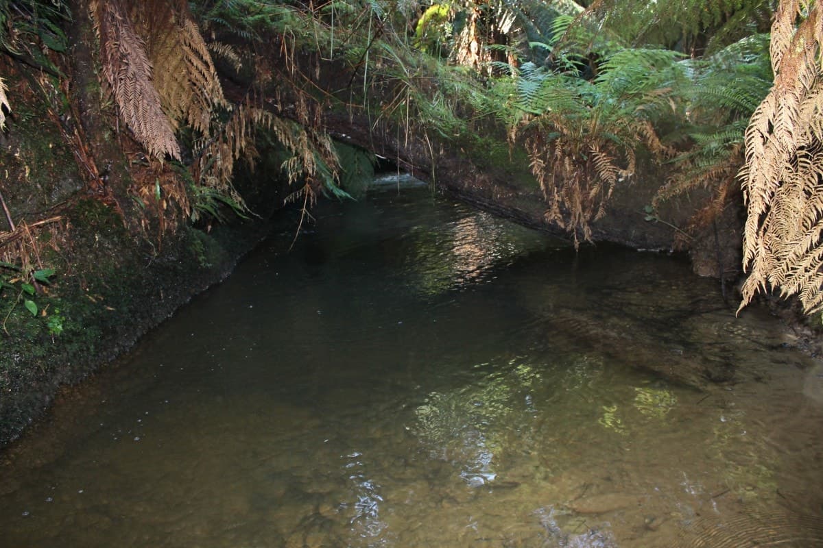 470 Phillips Track, Weeaproinah, VIC, Weeaproinah - Thumbnail 8