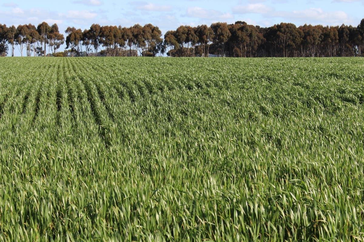 Lismore-Pittong Road, Mount Bute, VIC, Mount Bute - Thumbnail 3