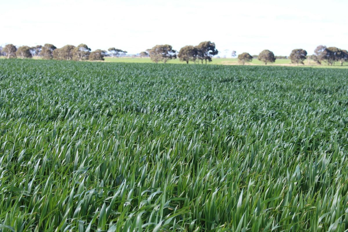 Lismore-Pittong Road, Mount Bute, VIC, Mount Bute - Thumbnail 4