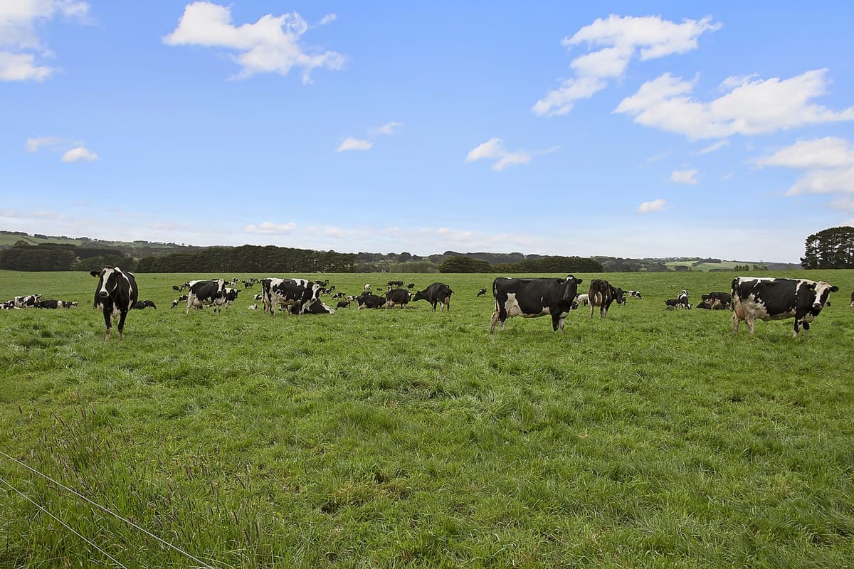 601 Boorook Road, Cooriemungle, VIC, Cooriemungle - Thumbnail 7