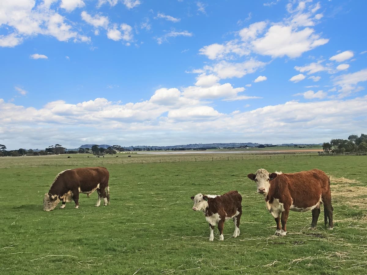 Camperdown-Lismore Road, Kariah, VIC, Kariah - Thumbnail 3