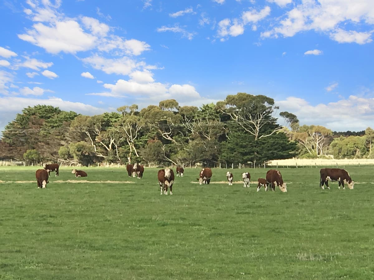 Camperdown-Lismore Road, Kariah, VIC, Kariah - Thumbnail 6