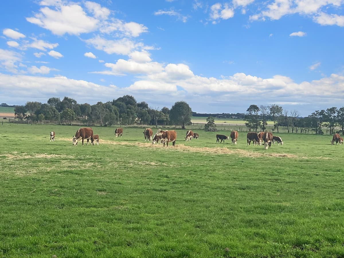 Camperdown-Lismore Road, Kariah, VIC, Kariah - Thumbnail 8
