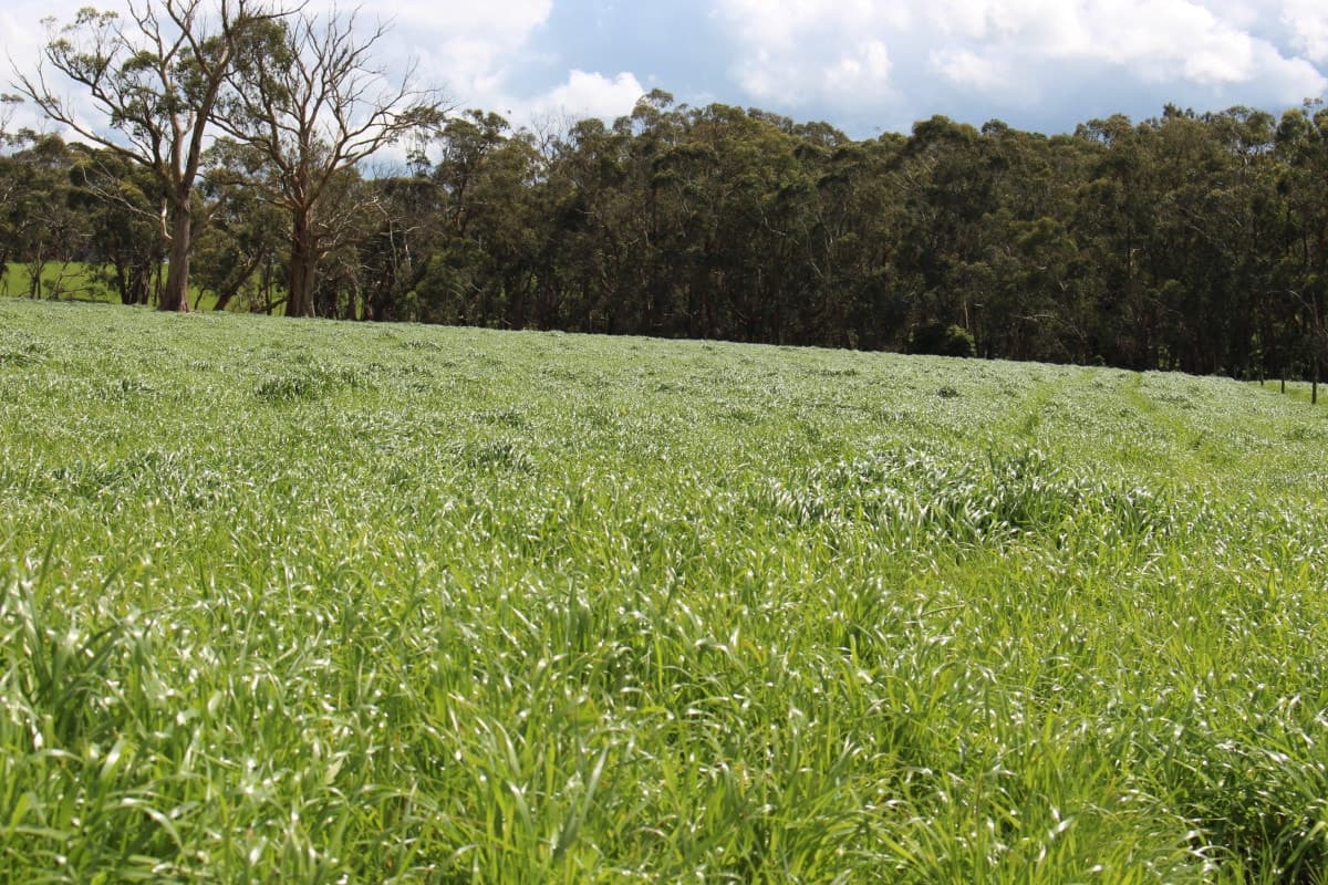 42 Floyds Road, Scotts Creek, VIC, Scotts Creek - Image 1