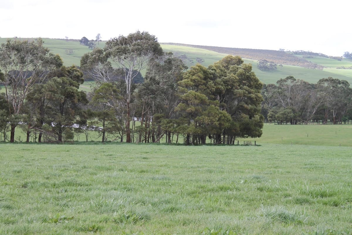 625 Williams Road, Scotts Creek, VIC, Scotts Creek - Thumbnail 8