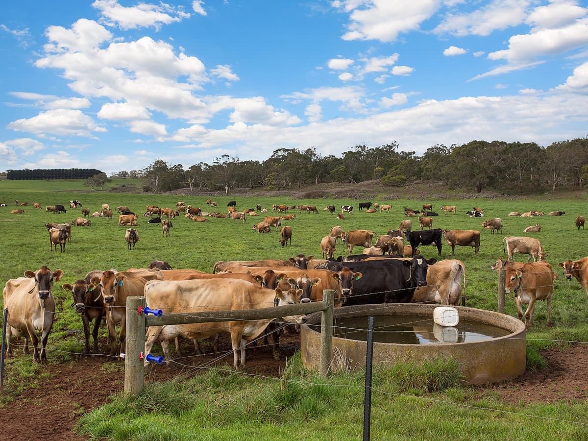 679 Jancourt Road, Tandarook, VIC, Tandarook - Thumbnail 3
