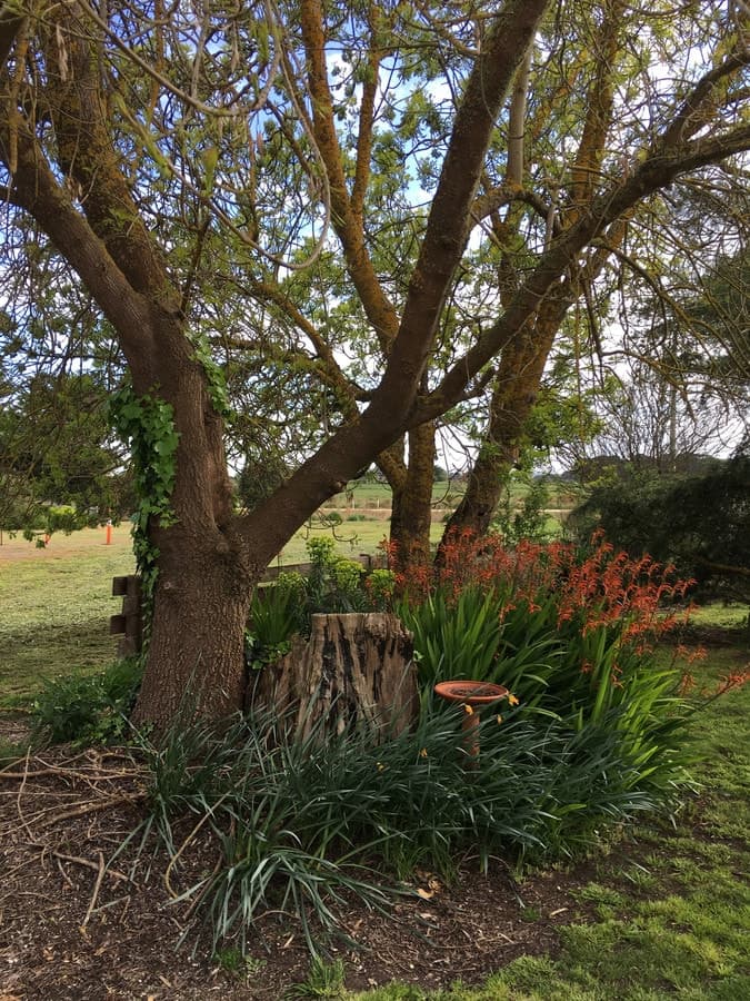 7 Strachan Street, Birregurra, VIC, Birregurra - Thumbnail 4