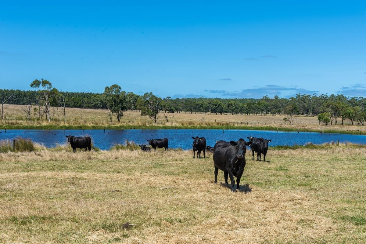 765 Tomahawk Creek Road, Irrewillipe, VIC, Irrewillipe - Thumbnail 3