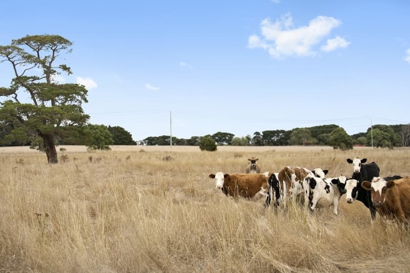 10 Cobden - Pt Campbell Road, Cobden, VIC, Cobden - Thumbnail 5