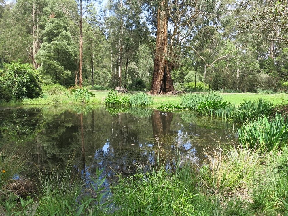 3360 Colac-Lavers Hill Road, Ferguson, VIC, Ferguson - Thumbnail 2